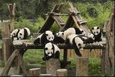 Chengdu 1